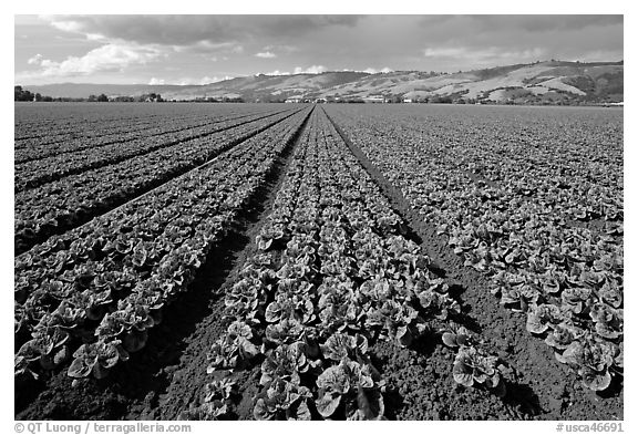 Long rows of lettuce. Watsonville, California, USA