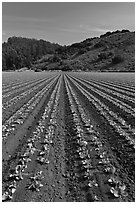 Vegetable farming. Watsonville, California, USA ( black and white)