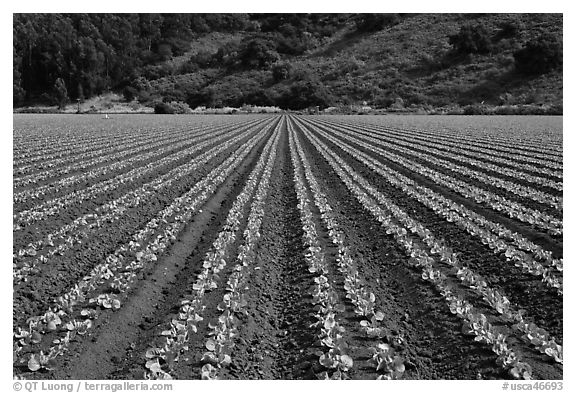 Vegetable crops. Watsonville, California, USA (black and white)