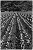 Lettuce intensive cultivation. Watsonville, California, USA ( black and white)