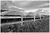 Raspberry cultivation. Watsonville, California, USA ( black and white)
