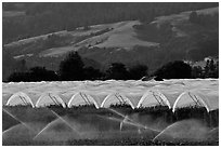 Canopies for raspberry growing. Watsonville, California, USA ( black and white)