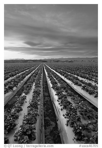 Strawberry plasticulture, sunset. Watsonville, California, USA (black and white)