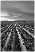 Strawberry plasticulture, sunset. Watsonville, California, USA ( black and white)