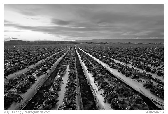 farm field black and white
