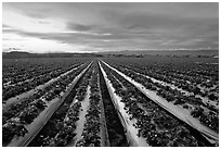 Strawberry field. Watsonville, California, USA ( black and white)
