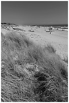 Dune grass, palm beach. Watsonville, California, USA ( black and white)