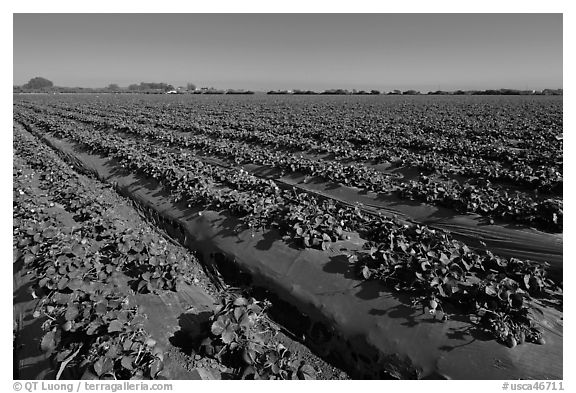 Cultivation of strawberries using plasticulture. Watsonville, California, USA