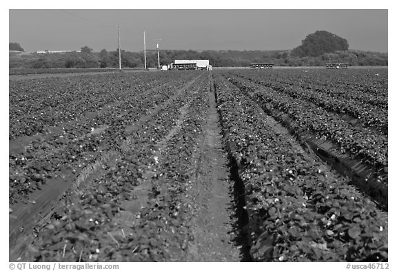 farm field black and white