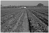 Strawberry farm. Watsonville, California, USA ( black and white)