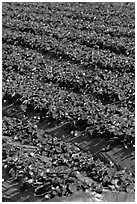 Strawberry crops on raised beds. Watsonville, California, USA ( black and white)