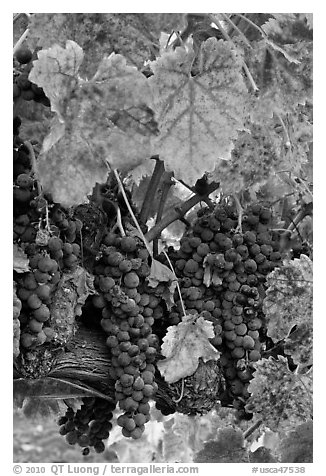 Red wine grapes on vine in fall. Napa Valley, California, USA