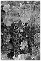 Red wine grapes on vine in fall. Napa Valley, California, USA (black and white)