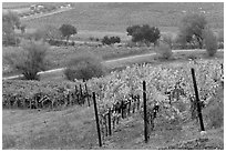 Vineyard landscape in autumn. Napa Valley, California, USA (black and white)