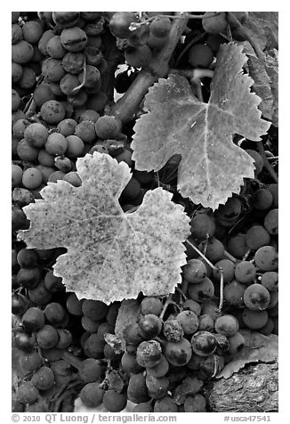 Close-up of grapes and red leaves in autumn. Napa Valley, California, USA (black and white)