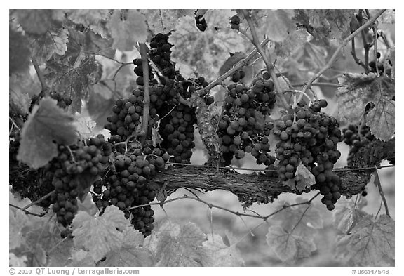 Grapes and red leaves on vine in fall. Napa Valley, California, USA (black and white)