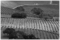 Oak trees and vineyard. Napa Valley, California, USA (black and white)