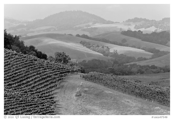 Vineyard and hazy hills. Napa Valley, California, USA (black and white)