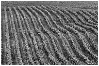 Rows of wine grapes in fall colors. Napa Valley, California, USA (black and white)