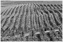 Rows of wine grapes in autumn colors. Napa Valley, California, USA (black and white)