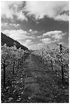 Rows of wine grapes with golden leaves in fall. Napa Valley, California, USA (black and white)