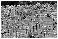 Vines on steep, terraced terrain, autumn. Napa Valley, California, USA (black and white)