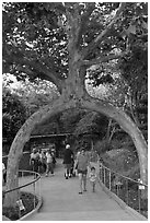 Archway formed by a tree, Gilroy Gardens. California, USA (black and white)