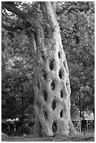Basket tree formed by six Sycamores grafted together in 42 connections, Gilroy Gardens. California, USA ( black and white)