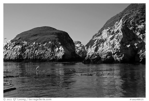 Bird and cliffs, China Cove. Point Lobos State Preserve, California, USA