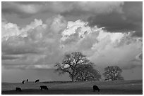 Cows, oak trees, and clouds. California, USA ( black and white)