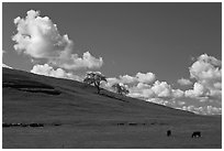 Hillside with clouds, trees, and cows. California, USA ( black and white)