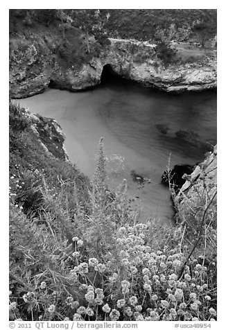 Flowers and cove with green water. Point Lobos State Preserve, California, USA (black and white)