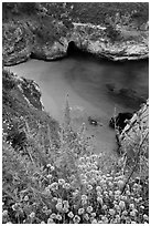 Flowers and cove with green water. Point Lobos State Preserve, California, USA ( black and white)