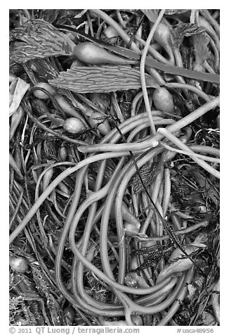 Beached kelp close-up. Point Lobos State Preserve, California, USA (black and white)