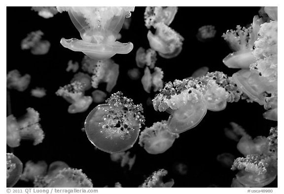 Mediterranean Jellies, Monterey Bay Aquarium. Monterey, California, USA (black and white)