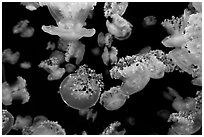 Mediterranean Jellies, Monterey Bay Aquarium. Monterey, California, USA (black and white)