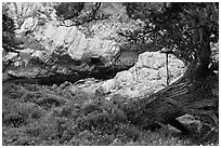 Monterey Cypress, wildflowers, and cove. Point Lobos State Preserve, California, USA ( black and white)