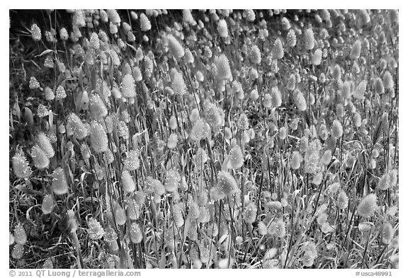 Grasses with seeds. Point Lobos State Preserve, California, USA (black and white)