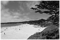 Carmel Beach and cypress. Carmel-by-the-Sea, California, USA (black and white)