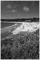 Carmel Beach with foreground of shrubs. Carmel-by-the-Sea, California, USA ( black and white)