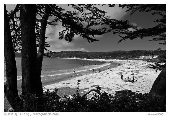 Carmel Beach framed by Monterey Cypress. Carmel-by-the-Sea, California, USA (black and white)
