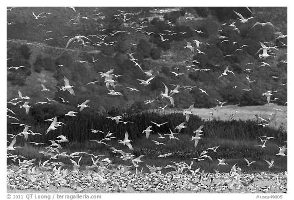 Seagull flock. Carmel-by-the-Sea, California, USA (black and white)