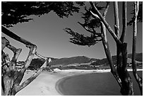 Carmel River Beach framed by Cypress trees. Carmel-by-the-Sea, California, USA ( black and white)