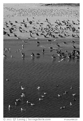 Birds, Carmel River State Beach. Carmel-by-the-Sea, California, USA
