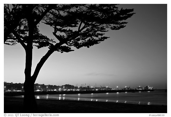 Monterey harbor and cypress tree at sunset. Monterey, California, USA