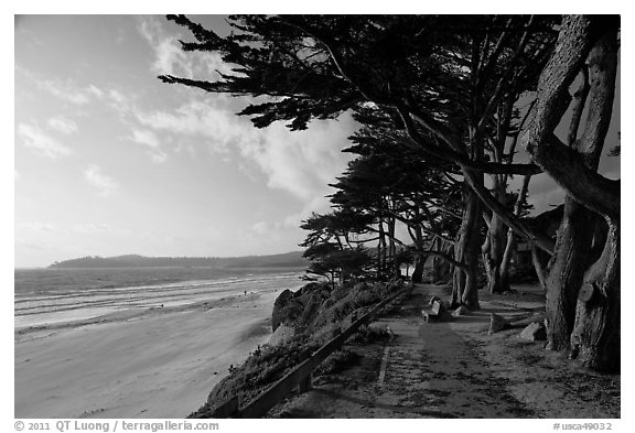 Walkway and cypress on edge of Carmel Beach. Carmel-by-the-Sea, California, USA