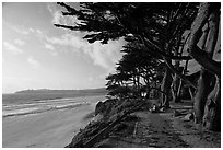 Walkway and cypress on edge of Carmel Beach. Carmel-by-the-Sea, California, USA (black and white)