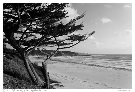 Cypress and Carmel Beach in winter. Carmel-by-the-Sea, California, USA
