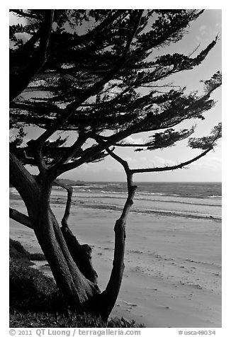 Cypress at the edge of Carmel Beach. Carmel-by-the-Sea, California, USA