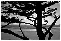 Cypress and ocean, late afternoon. Carmel-by-the-Sea, California, USA (black and white)